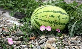 苏州 吃瓜,品味瓜果，畅享清凉时光